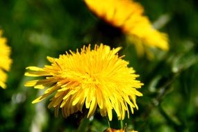 yellow dandelions for medicinal tinctures