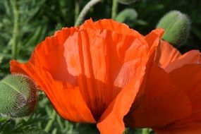 red poppy with buds under the bright sun