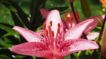 pink tiger lily close-up