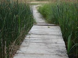 Dock Wood Path