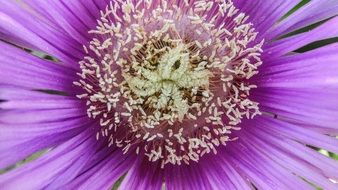 closeup photo of stamens of purple flower