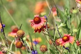 delightful beauty Wild Flowers