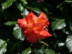 expanded red rose bud