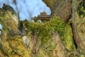 green moss on a dry tree close-up