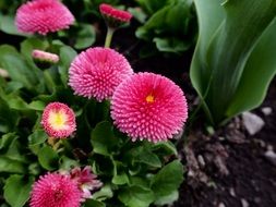 chrysanthemum flower