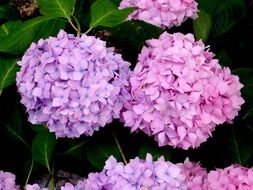 Two purple Hydrangea Blossoms close up