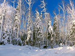 Winter Snow Cold