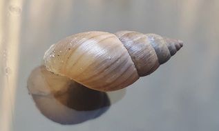 conical shell