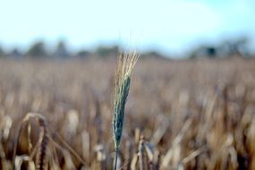 green crop ear close up, ripe field at background, poland