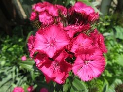 bright pink inflorescence of a plant