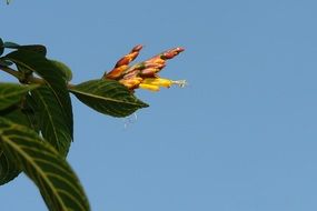 Beautiful flowers blossom on the branch