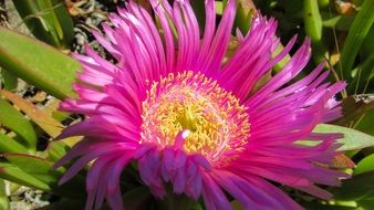 yellow stamens of a purple flower
