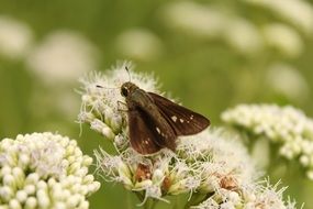 brown moth on a white flower close-up on blurred background