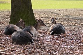 roe deer resting in the forest