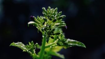 plant with dark flowers in bright sunlight closeup