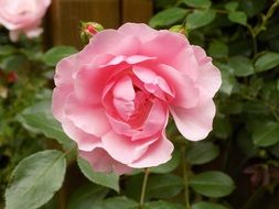 bush with pink roses and buds close-up