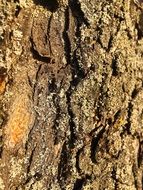 Bright bark of tree
