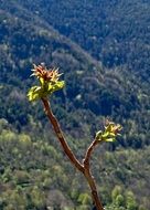 flowering tree branch on a mountain background