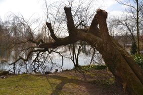curved tree by the lake in the park