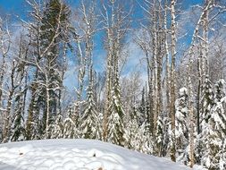 peaceful snowy forest