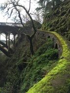 Moss Trail and Bridge tranquil scene