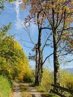 road among trees and bushes