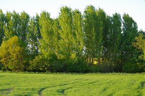 captivating Forest Trees