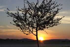 flowering tree by the river at sunset