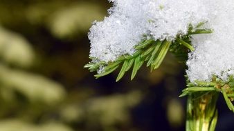 Pine With Snow