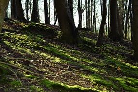 green forest moss in the glare of the sun