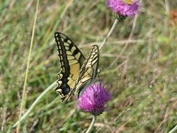 Beautiful dovetail butterfly on the flower