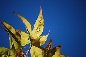 Close-up of the beautiful yellow and green leaves with water drops at blue sky background