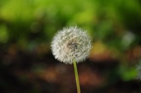 Close-up of the beautiful, picturesque dandelion flower among the grass