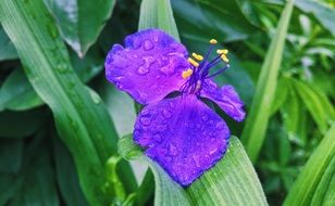 violet wet flower close-up on blurred background