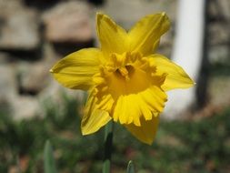 yellow daffodil in the spring garden