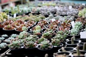 variety of succulent plants in black pots