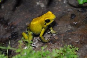 yellow frog in the terrarium