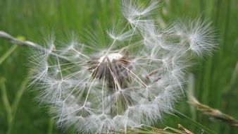 Dandelion Pointed Flower