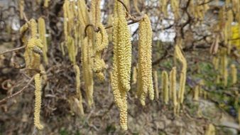 tree shoots in spring