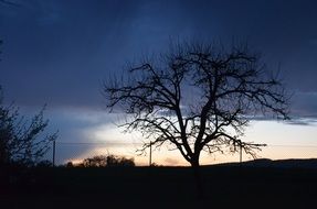 evening silhouette of a tree without foliage