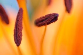 middle of a lily flower