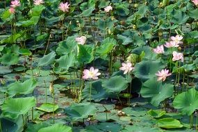 Lotus, Pink Flowers on Pond, india, karnataka