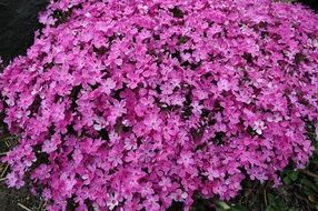 lush pink bush of phloxes