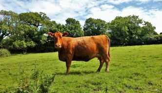 brown cow in a green alpine meadow