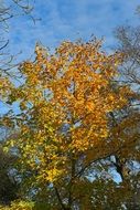 tree with yellow foliage in late autumn