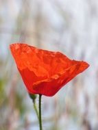 delicate red poppy