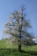 meadow cherry blossom tree