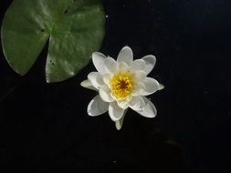 stunningly beautiful cute Flower at dark