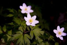 Flowers in a forest