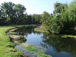 Beautiful stream among the colorful plants in the forest in summer